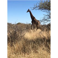 KOCH SAFARIS 5-Day, 1:1 Hunt for a Giraffe Bull in Botswana for 1 Hunter and 1 Observer
