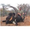 Image 2 : ZANDER OSMER SAFARIS 5-day, 1:1 Hunt For Sable, Impala in South Africa