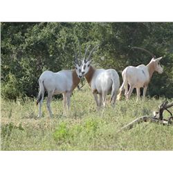 L&L ADVENTURES 3-Day Texas Hunt for Nilgai, Aoudad and Oryx for 1 hunter and 1 non-hunter (3 days)