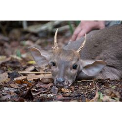 BALAM MEXICO 7- Day Mexican Campeche Jungle Hunt for 2 Hunters