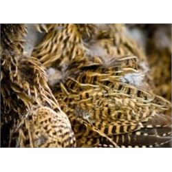 SAFARI ART 5 Day Trip with 3 Day Red Fox and other Small Predator Hunt in Serbia with 2 Days of Tour