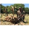 Image 2 : CATENA SAFARIS 5-Day Blackbuck, Ram and Wild Boar Hunt for 3 Hunters in La Pampa, Argentina
