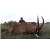 Image 2 : HUNTING SAFARIS SOUTH AFRICA 7-day 1:1 Roan hunt for 1 Hunter and 1 Non-Hunter in South Africa