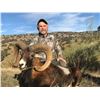Image 1 : GREAT SPANISH HUNTS 3-Day Hunt for Iberian Mouflon Sheep in Spain for 2 People