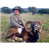 Image 4 : GREAT SPANISH HUNTS 3-Day Hunt for Iberian Mouflon Sheep in Spain for 2 People