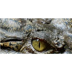 CHAPUNGU-KAMBAKO SAFARIS 5-Day Hippo Hunt and Fishing Trip in Zimbabwe