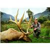 Image 3 : WILDERNESS QUEST NEW ZEALAND 6-Day Hunt for Red Stag plus a $1,500 credit torwards Tahr & Chamois in