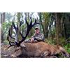 Image 5 : WILDERNESS QUEST NEW ZEALAND 6-Day Hunt for Red Stag plus a $1,500 credit torwards Tahr & Chamois in