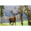 Image 9 : WILDERNESS QUEST NEW ZEALAND 6-Day Hunt for Red Stag plus a $1,500 credit torwards Tahr & Chamois in