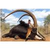 Image 1 : QUAGGA SAFARIS 7-Day Sable Hunt for 2 Hunters in Limpopo South Africa