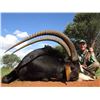 Image 4 : QUAGGA SAFARIS 7-Day Sable Hunt for 2 Hunters in Limpopo South Africa