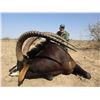 Image 5 : QUAGGA SAFARIS 7-Day Sable Hunt for 2 Hunters in Limpopo South Africa