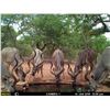 Image 5 : BALLA BALLA SAFARIS 7-Day Greater Kudu Hunt for 2 Hunters and 2 Non-Hunters in Limpopo, South Africa