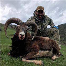 TROPHY HUNTING SPAIN 4-Day Hunt in Spain for Iberian Mouflon Sheep for 1 Hunter and 1 Non-Hunter
