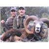 Image 3 : TROPHY HUNTING SPAIN 4-Day Hunt in Spain for Iberian Mouflon Sheep for 1 Hunter and 1 Non-Hunter