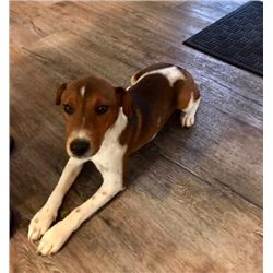 SPORTING INTERNATIONAL/MAPASSA BIG GAME HOUNDS/GOOD MANNERS DOG OBEDIENCE SCHOOL Jack Russell Terrie