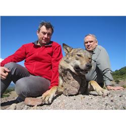 5 - DAY WOLF HUNT FOR 2 HUNTERS