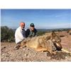 Image 2 : 5 - DAY WOLF HUNT FOR 2 HUNTERS