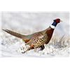 Image 5 : 2 - DAY PHEASANT HUNT FOR 2 HUNTERS AND 2 NON-HUNTERS ON PRIVATE RANCH IN MONTANA