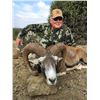 Image 4 : 5 - DAY MOUFLON HUNT IN MACEDONIA FOR 2 HUNTERS (Trophy Fee for 1 mouflon and Daily Rates for 2 Hunt