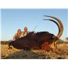 Image 2 : 10 - DAY SABLE HUNT FOR 1 HUNTER