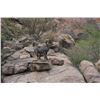 Image 2 : 7 - DAY DESERT SHEEP HUNT FOR 1 HUNTER
