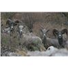 Image 3 : 7 - DAY DESERT SHEEP HUNT FOR 1 HUNTER