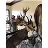 Image 2 : TROPHY ROOM CLEANING
