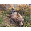 Image 2 : 10 - DAY BROWN/GRIZZLY BEAR & BLACK BEAR HUNT FOR 1 HUNTER