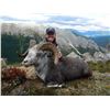 Image 3 : 13 - DAY STONE’S SHEEP HUNT IN BRITISH COLUMBIA FOR 1 - HUNTER
