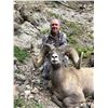 WYOMING ROCKY MOUNTAIN BIGHORN SHEEP LICENSE