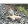Image 3 : WYOMING ROCKY MOUNTAIN BIGHORN SHEEP LICENSE