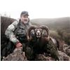 Image 2 : 4 - DAY FREE RANGE TROPHY IBERIAN MOUFLON SHEEP HUNT FOR 1 HUNTER AND 1 NON-HUNTER (Trophy Fees & Da