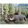 Image 1 : TAOS PUEBLO ROCKY MOUNTAIN BIGHORN SHEEP PERMIT- MOUNTAIN HUNT