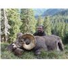 TAOS PUEBLO ROCKY MOUNTAIN BIGHORN SHEEP PERMIT- MOUNTAIN HUNT