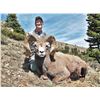 Image 3 : TAOS PUEBLO ROCKY MOUNTAIN BIGHORN SHEEP PERMIT- MOUNTAIN HUNT