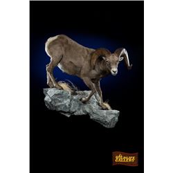 LIFE-SIZE SHEEP WALL MOUNT