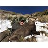 Image 3 : 5 - DAY WILD CHAMIOS HUNT ON PRIVATE LAND FOR 1 HUNTER AND 1 NON-HUNTER