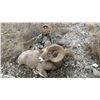 Image 8 : STATE OF MONTANA BIGHORN SHEEP LICENSE