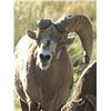 Image 8 : 5-DAY PRIVATE LAND (FREE RANGE) ROCKY MOUNTAIN BIGHORN SHEEP HUNT FOR A MANAGEMENT RAM (SELECTED BY 