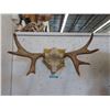 Image 1 : 27" Wide Mounted Deer Horns