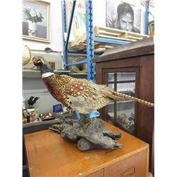Movie Prop Pheasant on Driftwood