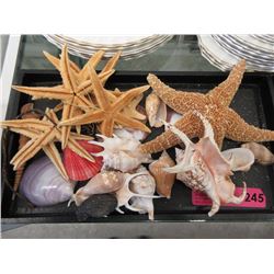 Genuine Star Fish & Seashells