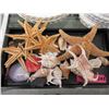 Image 1 : Genuine Star Fish & Seashells