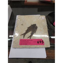 Green River Formation Fossil