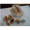 Image 2 : TRAY OF SEA SHELLS