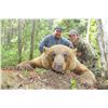 Image 1 : 6-Day Fully Guided Spring Black Bear Hunt in Alberta, Canada for One (1) Hunter