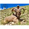 Image 1 : 3-Day West Texas Aoudad Hunt for One (1) Hunter
