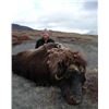 Image 1 : 5-Day Musk Ox or Caribou Hunt for One (1) Hunter