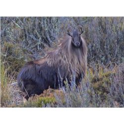 5-Day Bull Tahr Hunt for One (1) Hunter in New Zealand